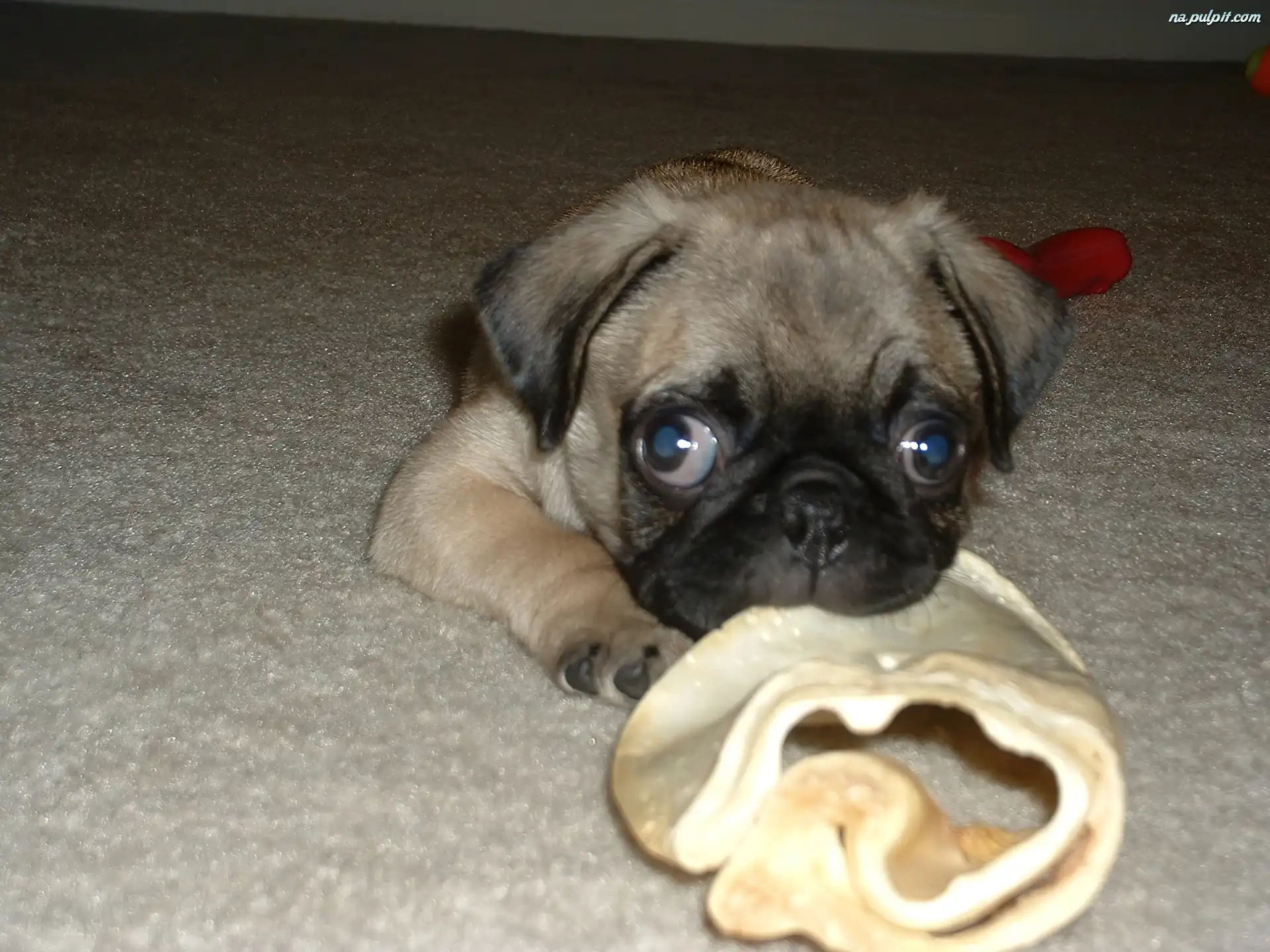 dubstep pug mopsy mops bilder news infos aus dem web dubstep pug mopsy mops bilder news infos aus dem web